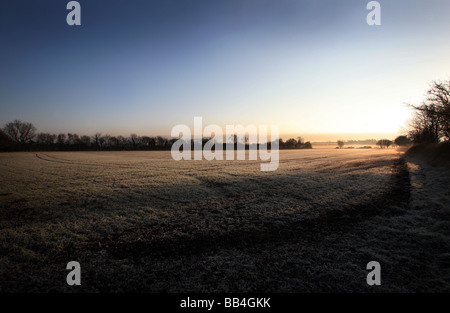 La mattina presto il sorgere del sole su un gelido campo nel Suffolk Caption locale www georgeimpeyphotographer co uk Foto Stock