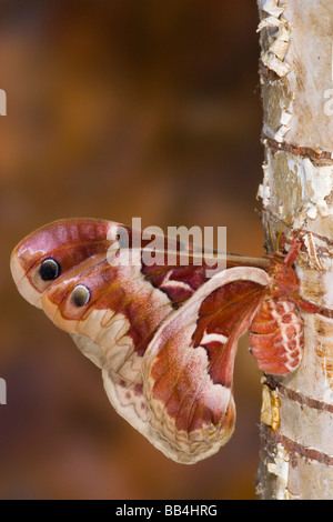 Sammamish, Washington silkmoth dal Nord America, Callosamia promethea - femmina Foto Stock
