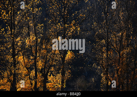 Luce di autunno Foto Stock