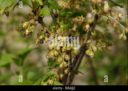 Il Ribes nero Ribes nigrum fiori con giovane frutta al set di frutta Foto Stock