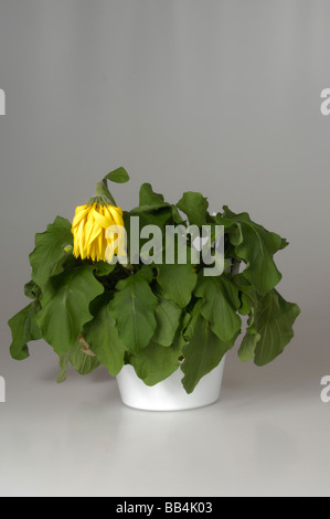 Nel primo di una serie di quattro stadi che mostra il recupero di una gerbera pianta di casa dopo l'innaffiamento Foto Stock