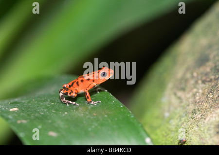 Strawberry poison dart frog, nativo di foreste tropicali del Nicaragua e Costa Rica e Panama. Foto Stock