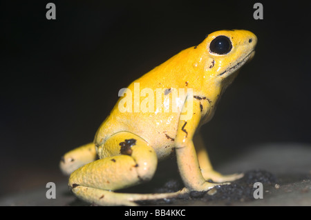 Golden Poison Dart Frog Phyllobates terribilis Foto Stock