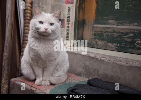 Gatto seduto sulla porta di casa a Hutong Foto Stock