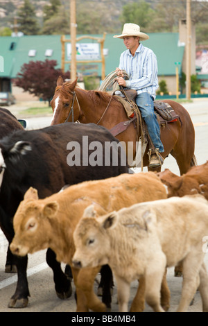 Non rilasciato cowboy immobilizzare i bovini, il Cattle Drive, in una piccola cittadina vicino a Telluride, Colorado. Foto Stock