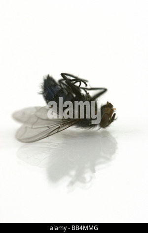 Una mosca morta Foto Stock