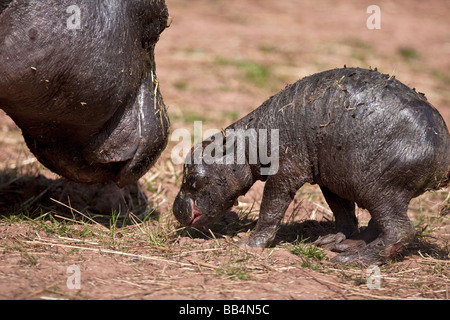 Ippopotamo pigmeo Hexaprotodon liberiensis Foto Stock