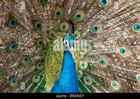 Pavone maschio Pavo cristatus visualizzazione Foto Stock