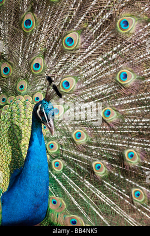 Pavone maschio Pavo cristatus visualizzazione Foto Stock