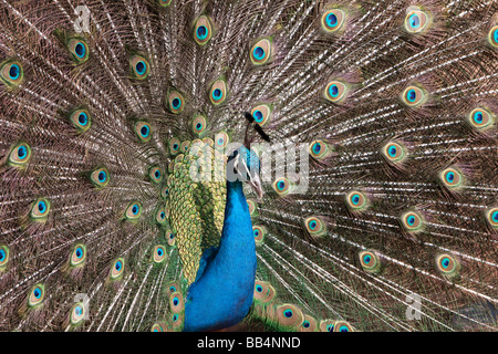 Pavone maschio Pavo cristatus visualizzazione Foto Stock