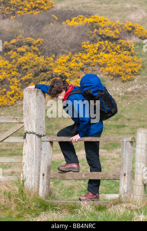 Camminatore di femmina che si arrampica sul montante verticale Foto Stock