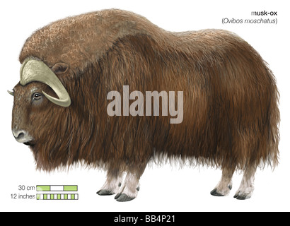 Il muschio-ox (Ovibos moschatus) Foto Stock