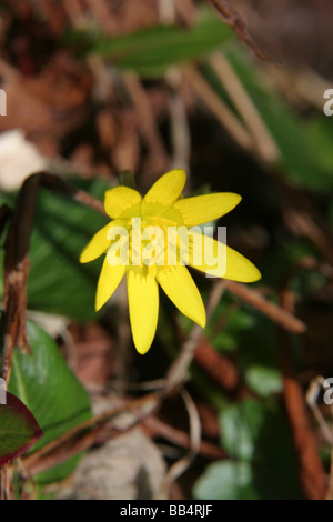 Lesser celandine ranunculus ficaria Foto Stock