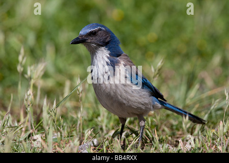 Western Scrub-jay seduto a terra, Ano Nuevo State Park, California, Stati Uniti d'America Foto Stock