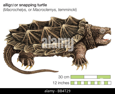 Snapping alligatore tartaruga (Macrochelys temminckii) Foto Stock