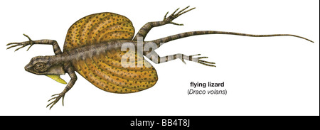 Flying Lizard (Draco volans) Foto Stock