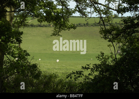 Una primavera vista sul South Downs nel West Sussex Foto Stock