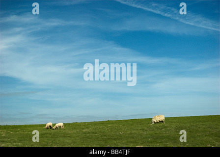 Sheep on the South Downs National Park nel West Sussex, Regno Unito. Foto Stock