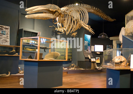 Il museo della balena, Friday Harbor, San Juan Island, nello Stato di Washington. Grigio di scheletro di balena e di altri oggetti. Foto Stock