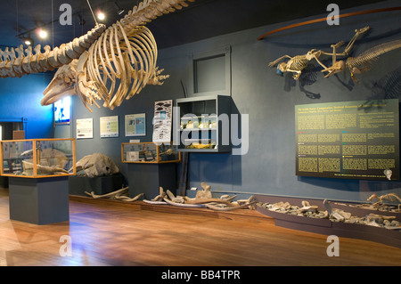 Il museo della balena, Friday Harbor, San Juan Island, nello Stato di Washington. Foto Stock