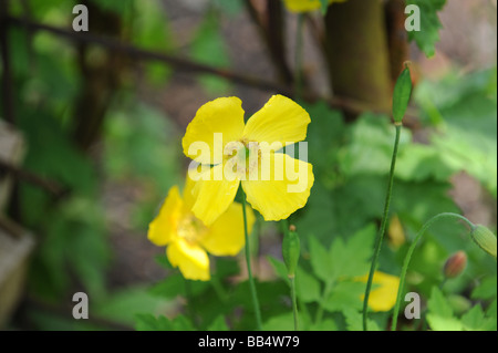 Giallo Papavero alpino Papaver Alpinum in fiore Foto Stock