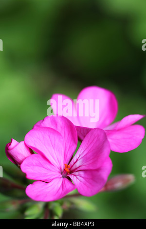 Macro del fiore cluster su un giardino geranio Pelargonium x hortorum con le foglie che fornisce un contrasto di colore Foto Stock