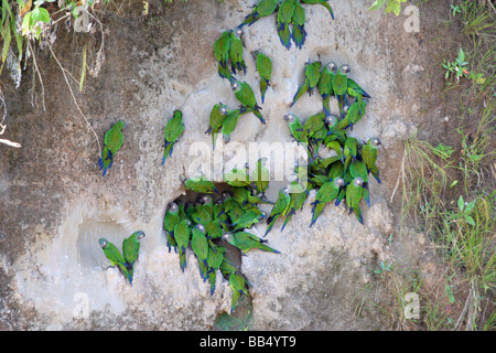 A testa azzurra pappagalli alimentando ad un pappagallo Salt Lick sulle rive del fiume Napo in Amazzonia occidentale in Ecuador. Foto Stock