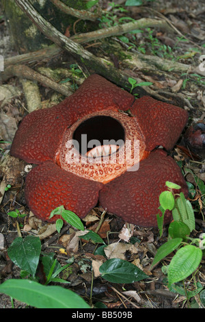 Rafflesia Arnoldii, fiore, Borneo Foto stock - Alamy