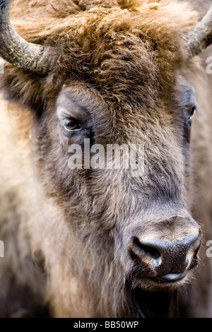 Il bisonte europeo (Bison bonasus) Foto Stock