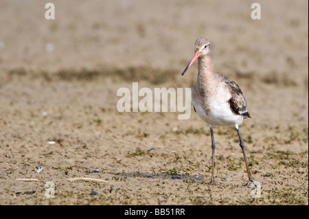 Nero-tailed Godwit prese a Minsmere, Suffolk Foto Stock