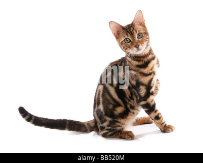 Bengal marmorizzato gatto seduto con zampa fino studio Foto Stock