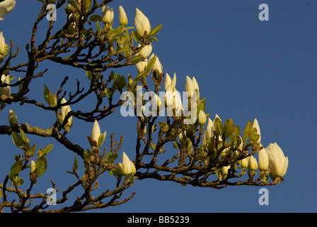 Magnolia soulangeana var. Alba Foto Stock