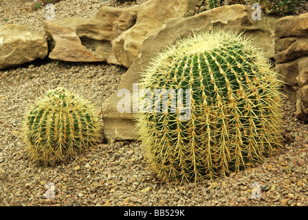 Echinocactus grusonii - il golden barrel cactus Foto Stock