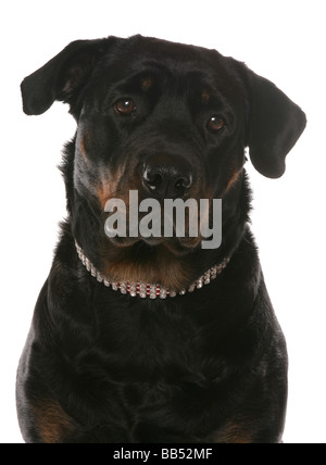 Rottweiler cane ritratto in studio testa studio shot Foto Stock