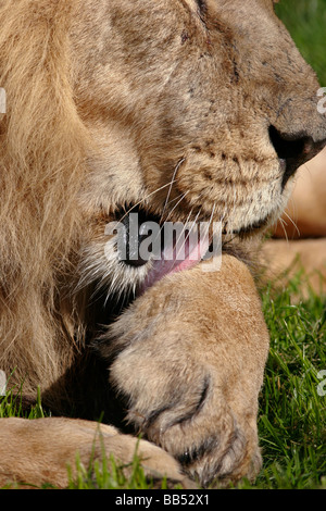 Maschio di leone asiatico pulirsi le zampe Foto Stock