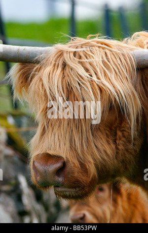 Hairy Highland mucca in The Isle of Mull, Scozia Foto Stock
