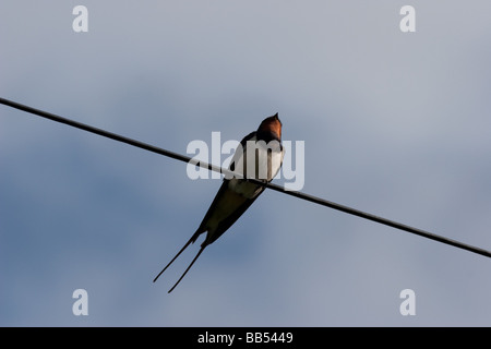 Unione Swallow appollaiato sul telefono sulla Isle of Mull, Scozia Foto Stock