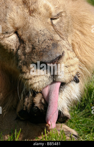 Maschio di leone asiatico leccare i zampe Foto Stock