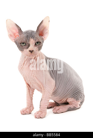 Sphynx gattino seduto Studio Foto Stock