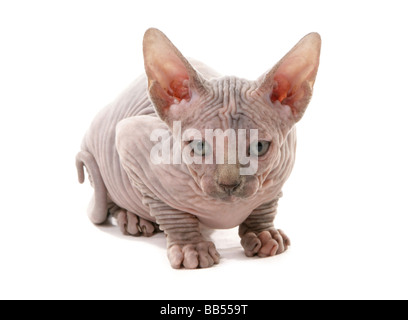 Sphynx gattino seduto Studio Foto Stock
