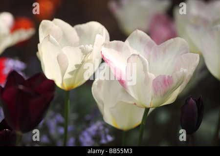 Primo piano dei tulipani bianchi in un giardino primaverile di aprile, Inghilterra, Regno Unito Foto Stock