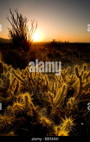 Sunrise in Anza Borrego Desert State Park, California. Foto Stock