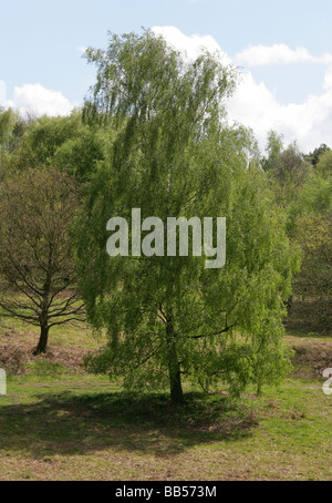 Argento Betulla aka pianto europeo Betulla, bianco europeo di betulla o piange Betulla Betula pendula Foto Stock