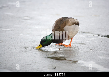 Mallard duck Passeggiate sul ghiaccio Foto Stock