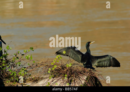 Nero grande cormorano Phalacrocorax carbo, Phalacrocoracidae, fiume Tevere, Roma, Italia Foto Stock