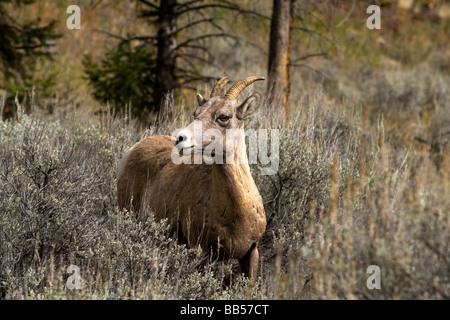 Big Horn pecore nel Parco Nazionale di Yellowstone. Foto Stock