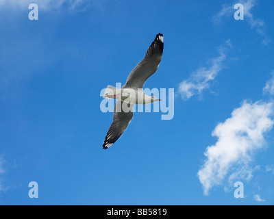 Silver Gull Larus novaehollandiae in volo da sotto Foto Stock