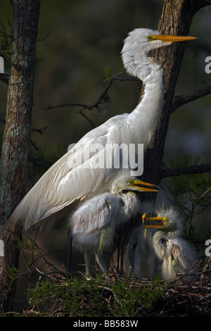 Airone bianco maggiore (Casmerodius Albus) adulti con i giovani sul nido - Louisiana - USA Foto Stock