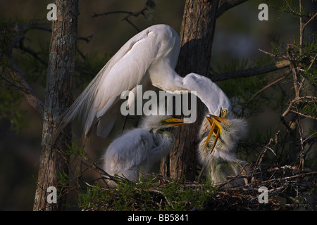 Airone bianco maggiore (Casmerodius Albus) adulti con i giovani sul nido - Louisiana - USA Foto Stock