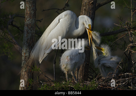 Airone bianco maggiore (Casmerodius Albus) adulti con i giovani sul nido - Louisiana - USA Foto Stock